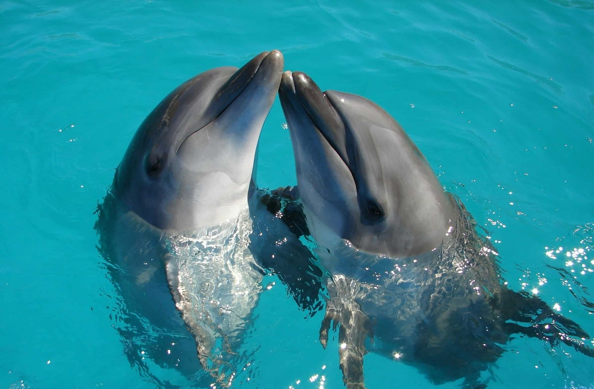 Quels sont les comportements de coopération observés chez les dauphins ...