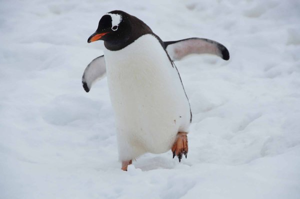 Comment les pingouins empereurs résistent-ils aux températures extrêmes de l'Antarctique?